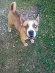 Found/Stray Male Dog last seen 33rd and Franklin Rd, Indianapolis, IN 46226
