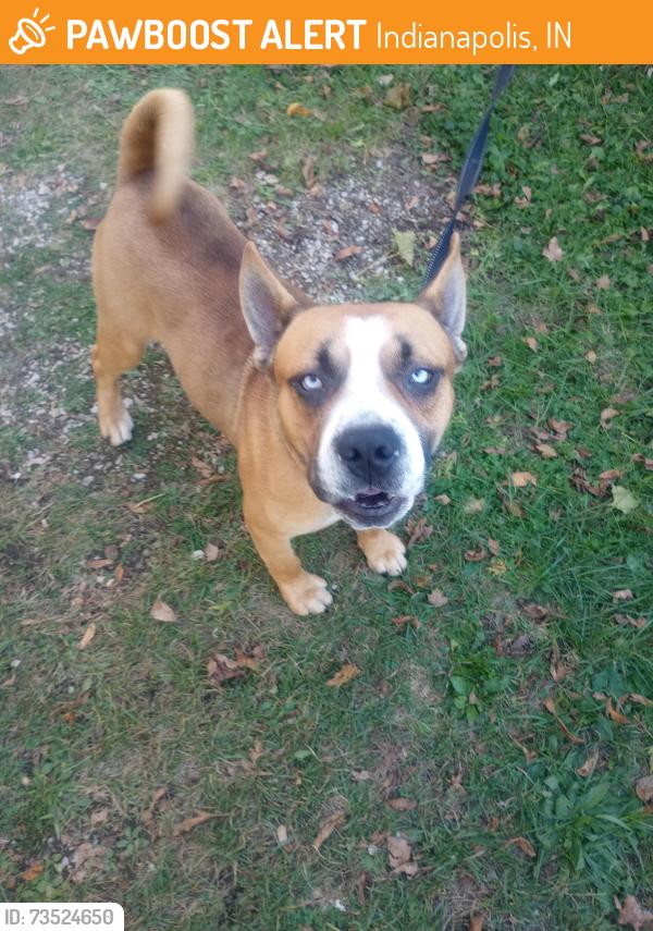 Found/Stray Male Dog last seen 33rd and Franklin Rd, Indianapolis, IN 46226