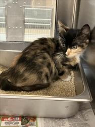 Shelter Stray Unknown Cat last seen Near BLOCK S ROCK RD, WICHITA KS 67207, 3303 N Hillside St, Wichita, KS 67219, USA