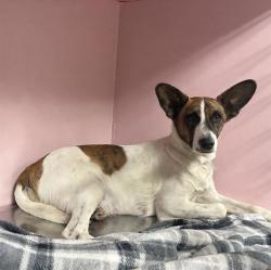 Shelter Stray Female Dog last seen , 38550 Sierra Hwy, Palmdale, CA 93550, USA