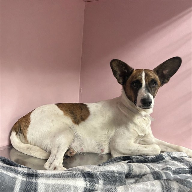 Shelter Stray Female Dog last seen , 38550 Sierra Hwy, Palmdale, CA 93550, USA