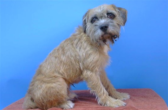 Shelter Stray Male Dog last seen , 216 W Victoria St, Gardena, CA 90248, USA