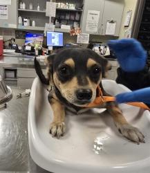 Shelter Stray Male Dog last seen DIRT ROAD IN ANZA, 581 S Grand Ave, San Jacinto, CA 92582, USA