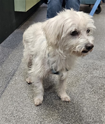 Shelter Stray Male Dog last seen , 3201 Lacy St, Los Angeles, CA 90031, USA