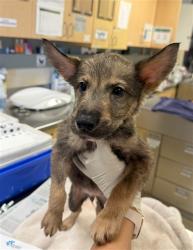 Shelter Stray Male Dog last seen PACIFIC AVE\ FOUNTAIN ST HIGHGROVE, CA 92507, 6851 Van Buren Boulevard, Jurupa Valley, CA 92509, USA