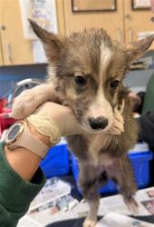 Shelter Stray Female Dog last seen PACIFIC AVE\ FOUNTAIN ST HIGHGROVE, CA 92507, 6851 Van Buren Boulevard, Jurupa Valley, CA 92509, USA