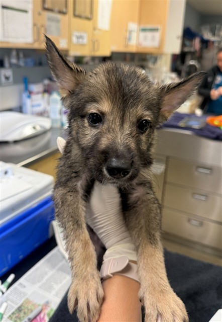 Shelter Stray Male Dog last seen PACIFIC AVE\ FOUNTAIN ST HIGHGROVE, CA 92507, 6851 Van Buren Boulevard, Jurupa Valley, CA 92509, USA