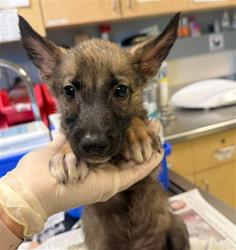 Shelter Stray Female Dog last seen PACIFIC AVE\ FOUNTAIN ST HIGHGROVE, CA 92507, 6851 Van Buren Boulevard, Jurupa Valley, CA 92509, USA