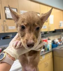Shelter Stray Male Dog last seen PACIFIC AVE\ FOUNTAIN ST HIGHGROVE, CA 92507, 6851 Van Buren Boulevard, Jurupa Valley, CA 92509, USA