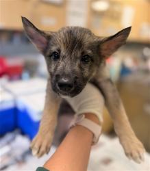 Shelter Stray Female Dog last seen PACIFIC AVE\ FOUNTAIN ST HIGHGROVE, CA 92507, 6851 Van Buren Boulevard, Jurupa Valley, CA 92509, USA