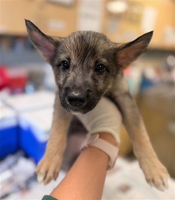 Shelter Stray Female Dog last seen PACIFIC AVE\ FOUNTAIN ST HIGHGROVE, CA 92507, 6851 Van Buren Boulevard, Jurupa Valley, CA 92509, USA