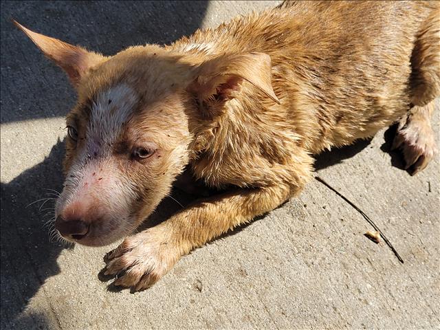 Shelter Stray Male Dog last seen , 957 N Gaffey St, San Pedro, CA 90731, USA