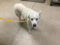 Shelter Stray Male Dog last seen MAGNOLIA AVE/ HARRISON ST, RIVERSIDE CA, 6851 Van Buren Boulevard, Jurupa Valley, CA 92509, USA
