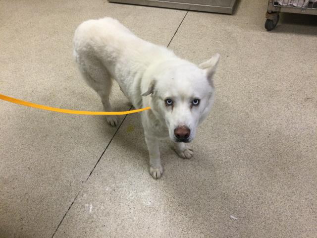 Shelter Stray Male Dog last seen MAGNOLIA AVE/ HARRISON ST, RIVERSIDE CA, 6851 Van Buren Boulevard, Jurupa Valley, CA 92509, USA