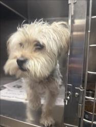 Shelter Stray Male Dog last seen , 14409 Vanowen St, Van Nuys, CA 91405, USA