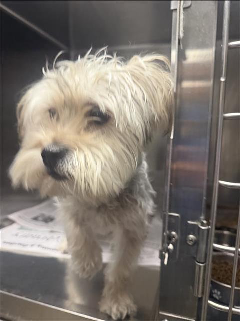 Shelter Stray Male Dog last seen , 14409 Vanowen St, Van Nuys, CA 91405, USA