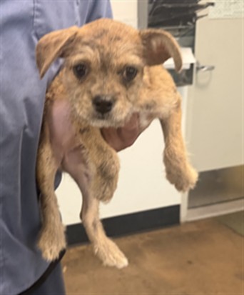 Shelter Stray Female Dog last seen , 14409 Vanowen St, Van Nuys, CA 91405, USA