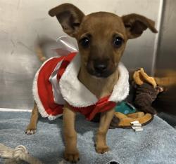 Shelter Stray Female Dog last seen Near BLOCK NORMANDY DR, BAKERSFIELD CA 93306, 3951 Fruitvale Ave, Bakersfield, CA 93308, USA