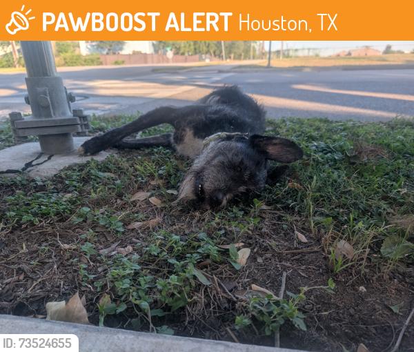 Found/Stray Unknown Dog last seen Near Route #11, Bus Stop #9602, Houston, TX 77054