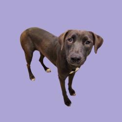 Shelter Stray Female Dog last seen Near BLOCK E CURNOW RD, BAKERSFIELD CA 93307, 3951 Fruitvale Ave, Bakersfield, CA 93308, USA