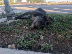 Found/Stray Unknown Dog last seen Near Route #11, Bus Stop #9602, Houston, TX 77054