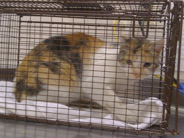 Shelter Stray Female Cat last seen BIRCH RANCH DR/ BIRCH HILL CT, 95830, 3839 Bradshaw Rd, Sacramento, CA 95827, USA
