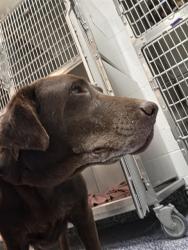 Shelter Stray Female Dog last seen Near BLOCK MILES AVE, INDIO CA 92201, 72050 Pet Land Pl, Thousand Palms, CA 92276, USA