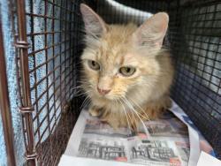 Shelter Stray Female Cat last seen Near BLOCK PECAN GROVE BLVD, 4710 TX-151, San Antonio, TX 78227, USA