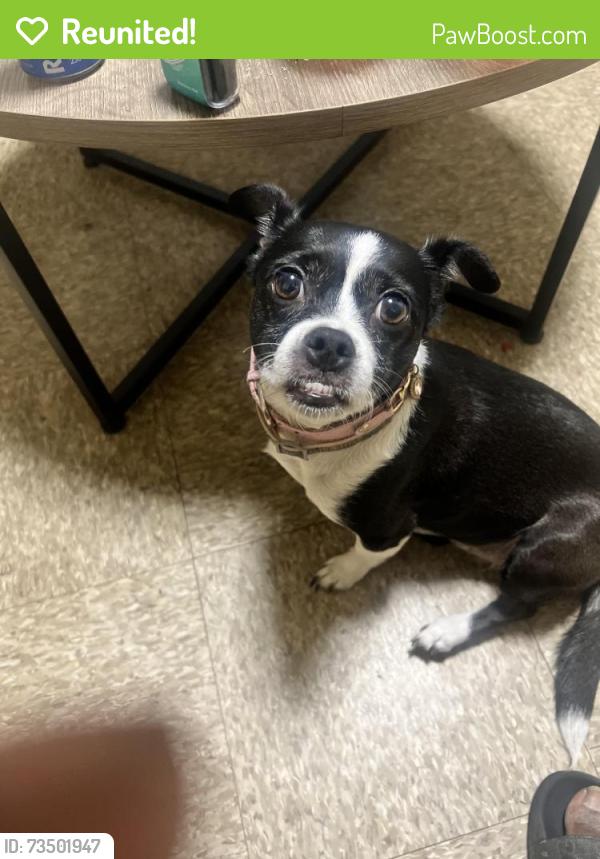 Reunited Female Dog last seen Young Terrace St. Paul St, Norfolk, VA 23510