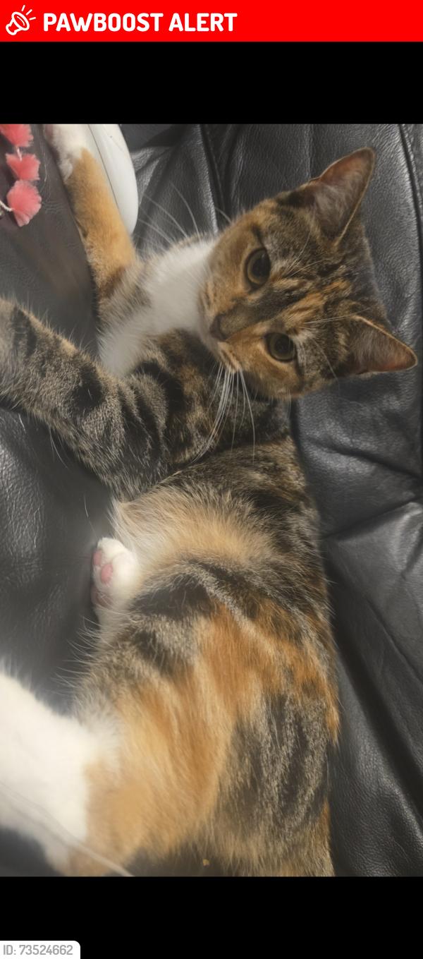 Lost Female Cat last seen Muntjac Drive, stratford upon avon, Warwickshire, England 