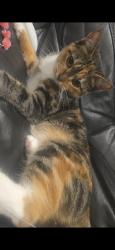 Lost Female Cat last seen Muntjac Drive, stratford upon avon, Warwickshire, England 