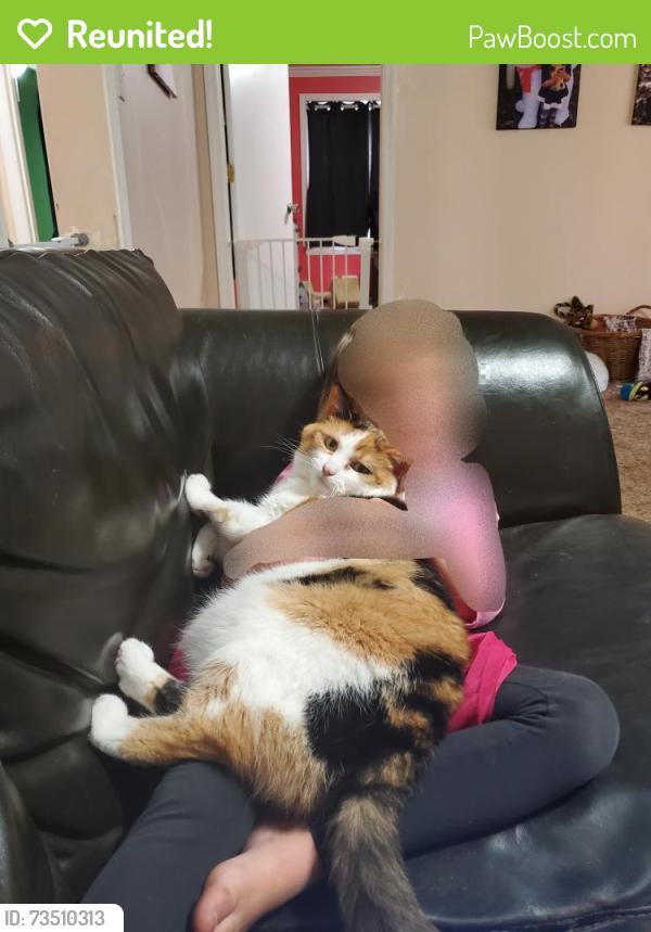Reunited Female Cat last seen Mayer Drive, Ross Township, PA 15237