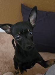 Reunited Male Dog last seen Main & Madison, Orangevale, CA 95662