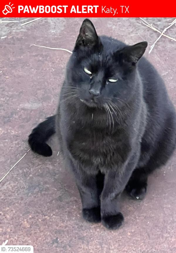 Lost Male Cat last seen Near Plantation Maple, Katy, TX 77449