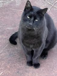 Lost Male Cat last seen Near Plantation Maple, Katy, TX 77449