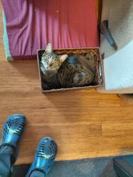 Reunited Female Cat last seen 33rd st and 34th street, Springfield, OR 97478