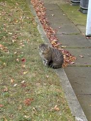 Found/Stray Male Cat last seen UPMC Park, Erie, PA 16503