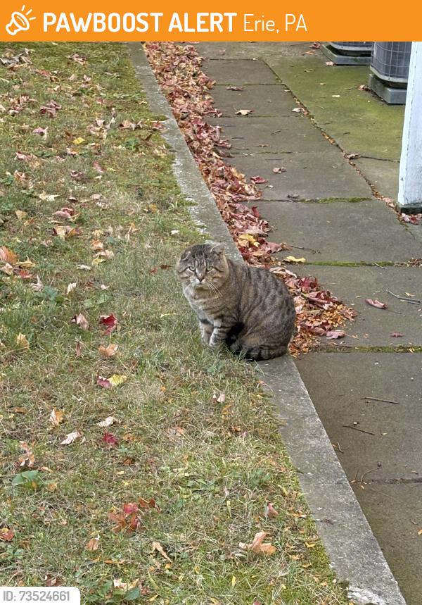 Found/Stray Male Cat last seen UPMC Park, Erie, PA 16503