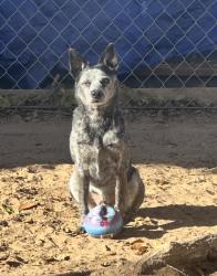 Reunited Male Dog last seen Central and University blvd Alb NM, Albuquerque, NM 87106