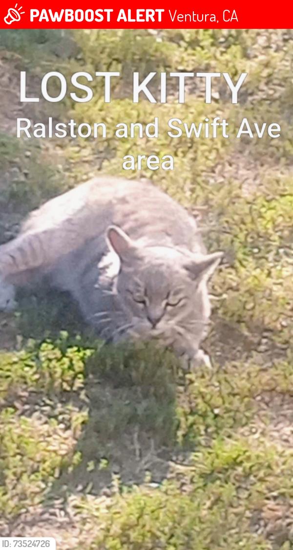Lost Female Cat last seen Ralston and Swift Ave, Ventura, CA 93003