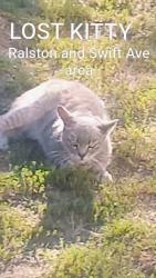 Lost Female Cat last seen Ralston and Swift Ave, Ventura, CA 93003
