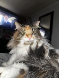 Reunited Female Cat last seen S platten st, Green Bay, WI 54303