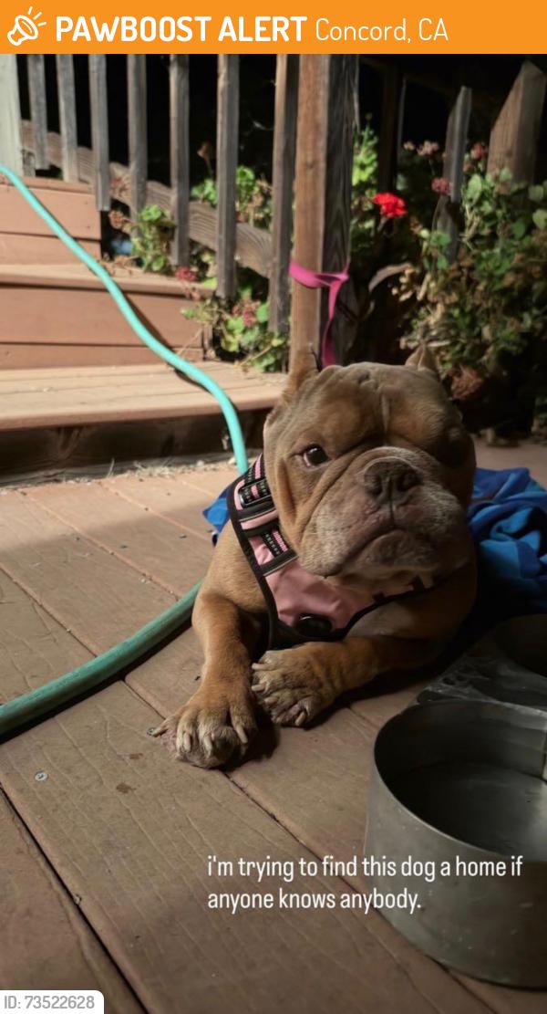 Found/Stray Male Dog last seen Near Concord airport, Concord, CA 94519