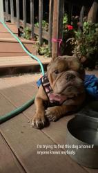 Found/Stray Male Dog last seen Near Concord airport, Concord, CA 94519