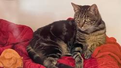 Reunited Female Cat last seen Robin Way, Pomona, CA 91767