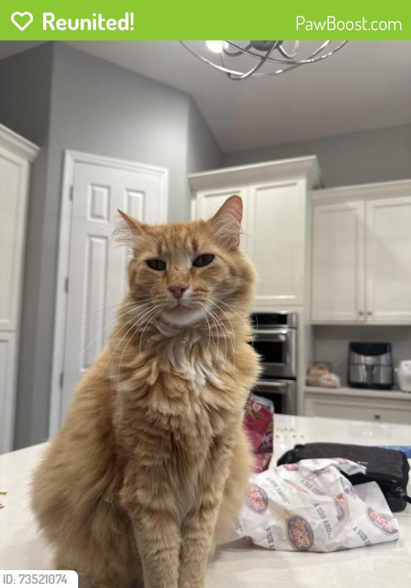 Reunited Male Cat last seen Teague/Fowler, Clovis, CA 93619