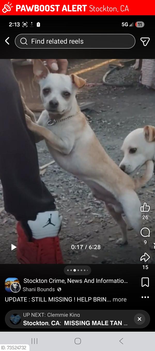 Lost Male Dog last seen S mc donnell ave, Stockton, CA 95203