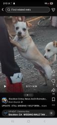 Lost Male Dog last seen S mc donnell ave, Stockton, CA 95203