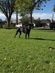 Reunited Female Dog last seen 7th st and Thomas. Country Club Park, Phoenix, AZ 85006