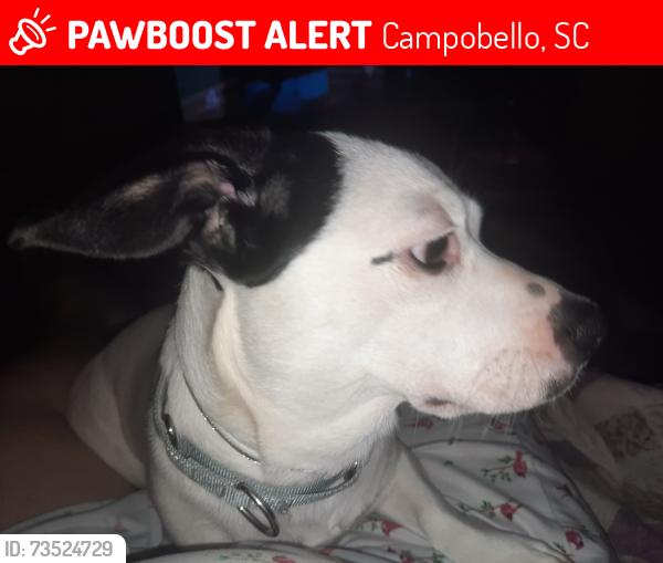 Lost Female Dog last seen Monroe Bruce Farm Rd, Campobello, SC 29322